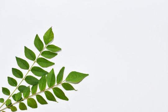 Curry Leaves Bulk exporter in India